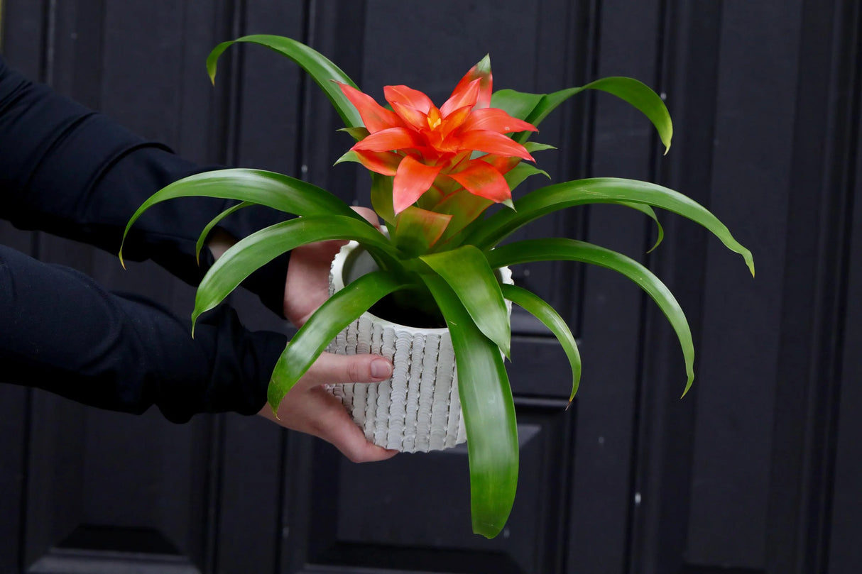 Bromeliad - Flowering Indoor Plant in a 4" Nursery Pot