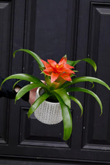 Bromeliad - Flowering Indoor Plant in a 4" Nursery Pot