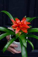 Bromeliad - Flowering Indoor Plant in a 4" Nursery Pot