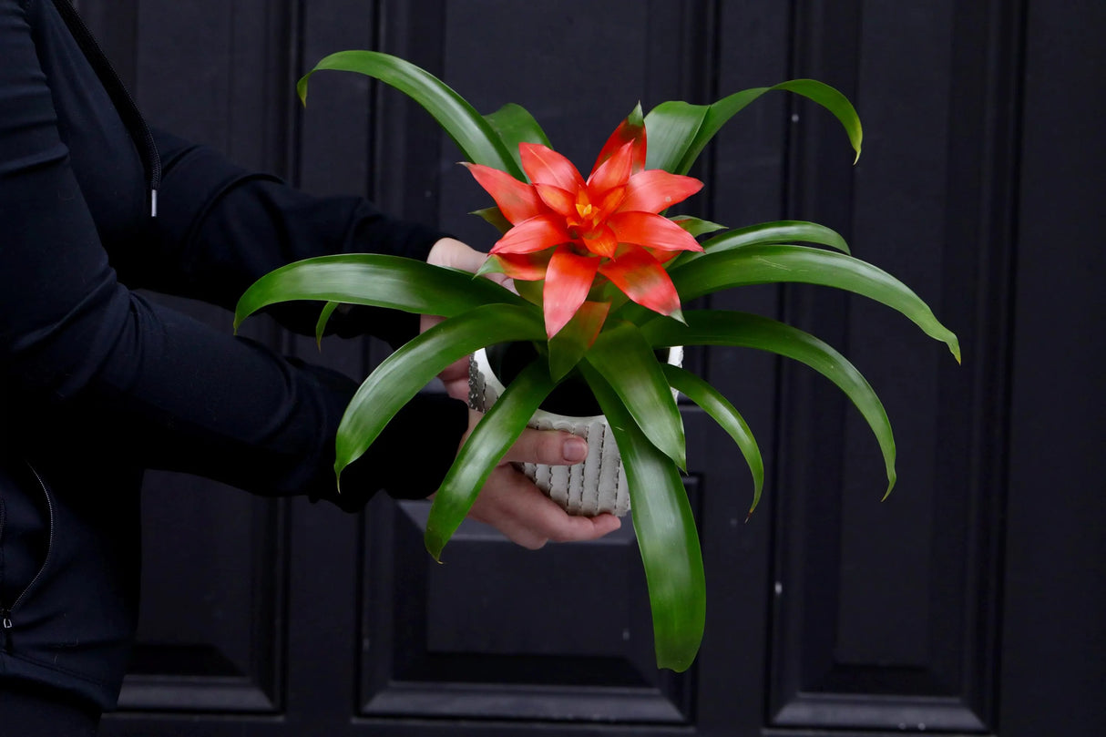 Bromeliad - Flowering Indoor Plant in a 4" Nursery Pot