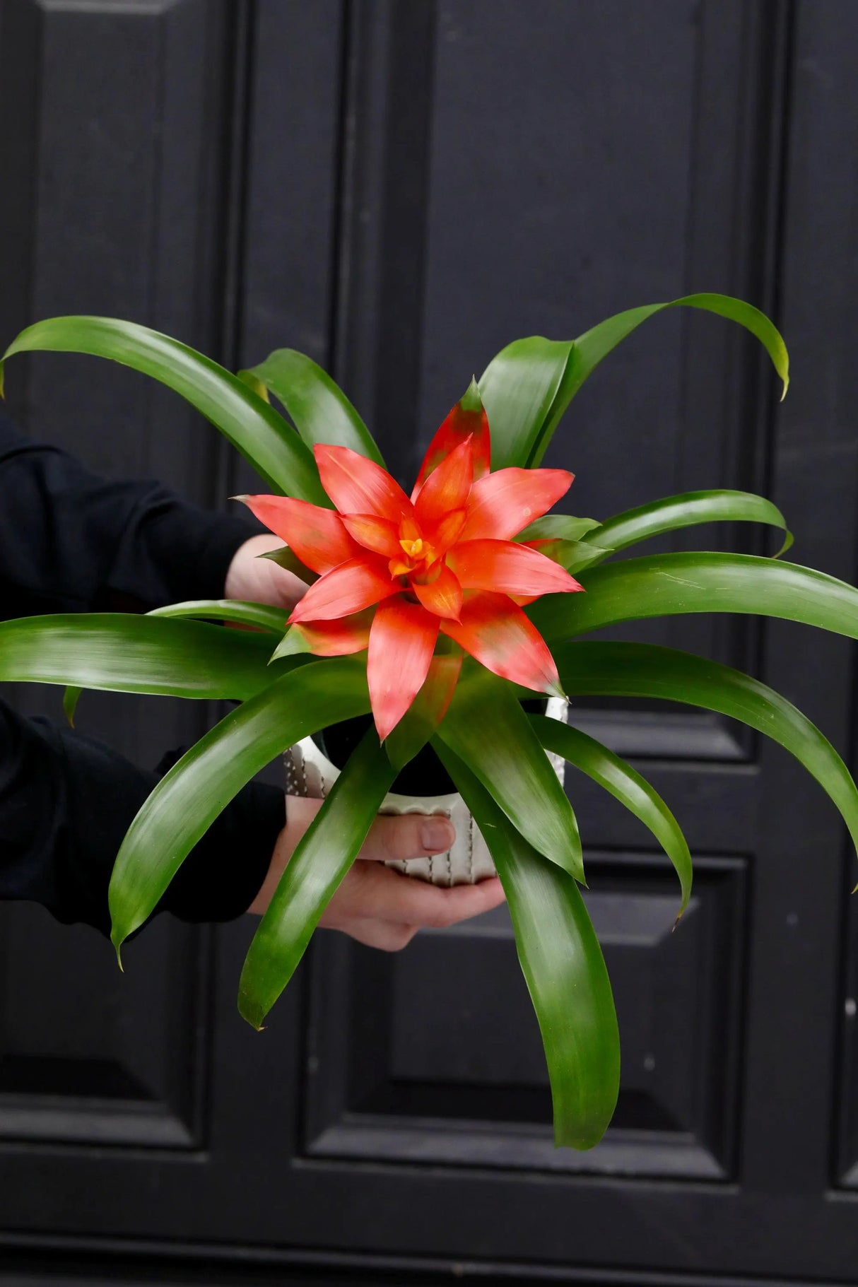 Bromeliad - Flowering Indoor Plant in a 4" Nursery Pot