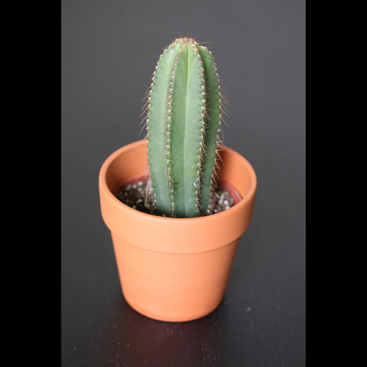 Pilosocereus Pachycladus Blue Columnar Cactus in 3" Nursery Pot