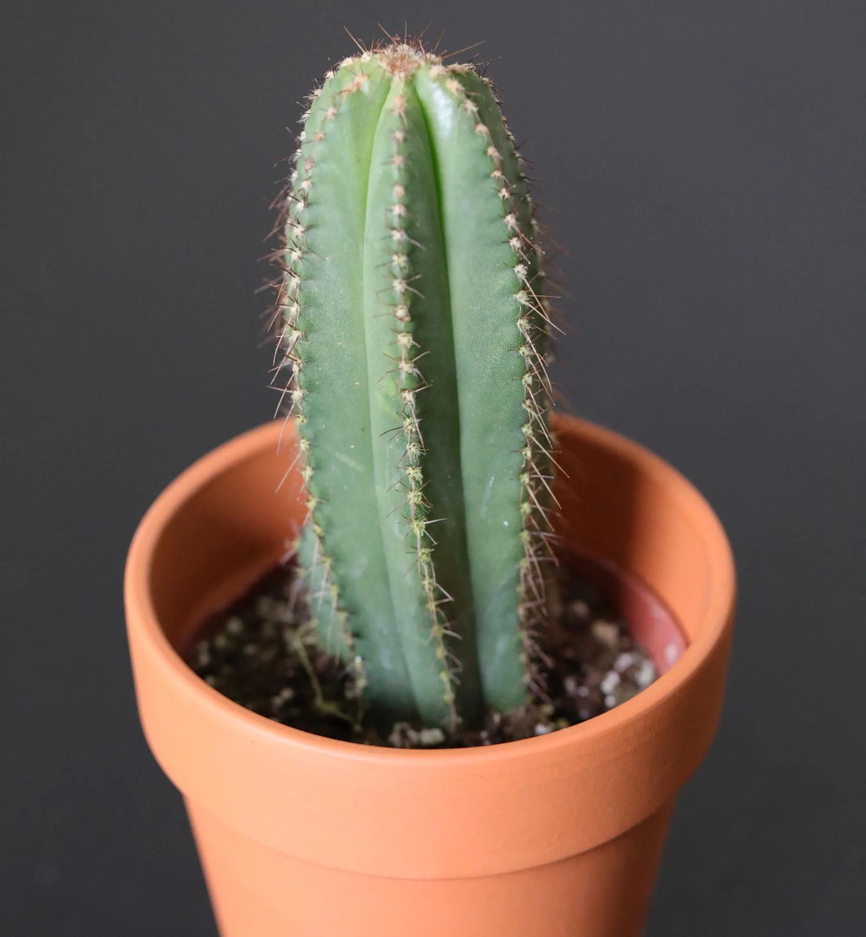 Pilosocereus Pachycladus Blue Columnar Cactus in 3" Nursery Pot