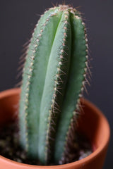 Pilosocereus Pachycladus Blue Columnar Cactus in 3" Nursery Pot