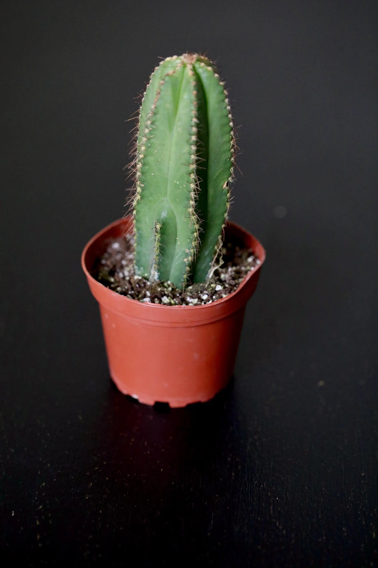 Pilosocereus Pachycladus Blue Columnar Cactus in 3" Nursery Pot