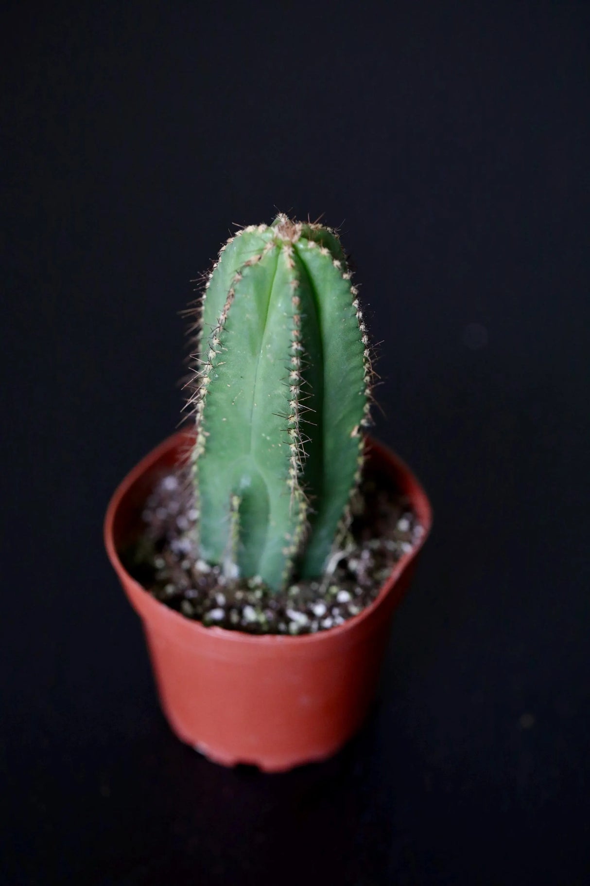 Pilosocereus Pachycladus Blue Columnar Cactus in 3" Nursery Pot