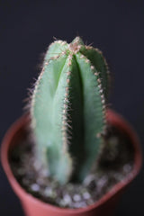 Pilosocereus Pachycladus Blue Columnar Cactus in 3" Nursery Pot