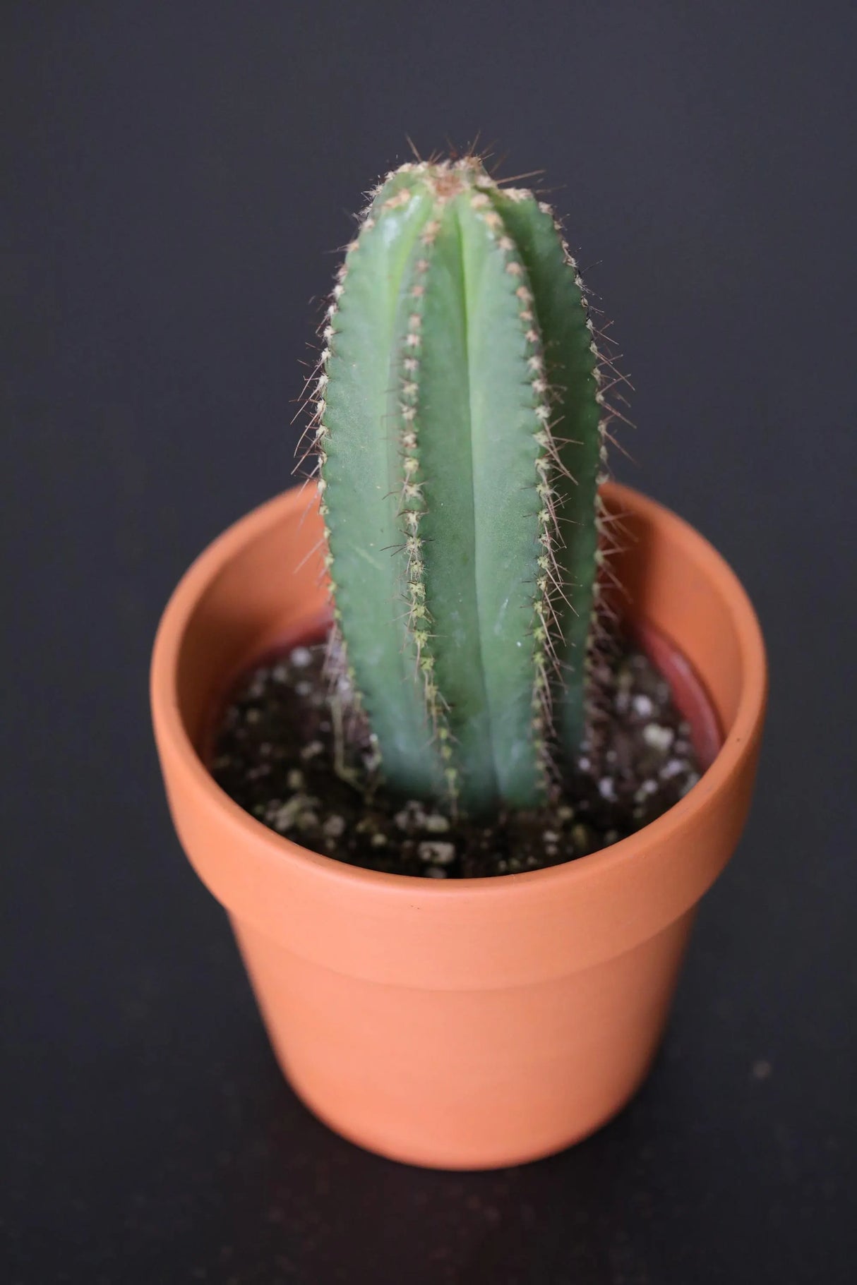 Pilosocereus Pachycladus Blue Columnar Cactus in 3" Nursery Pot