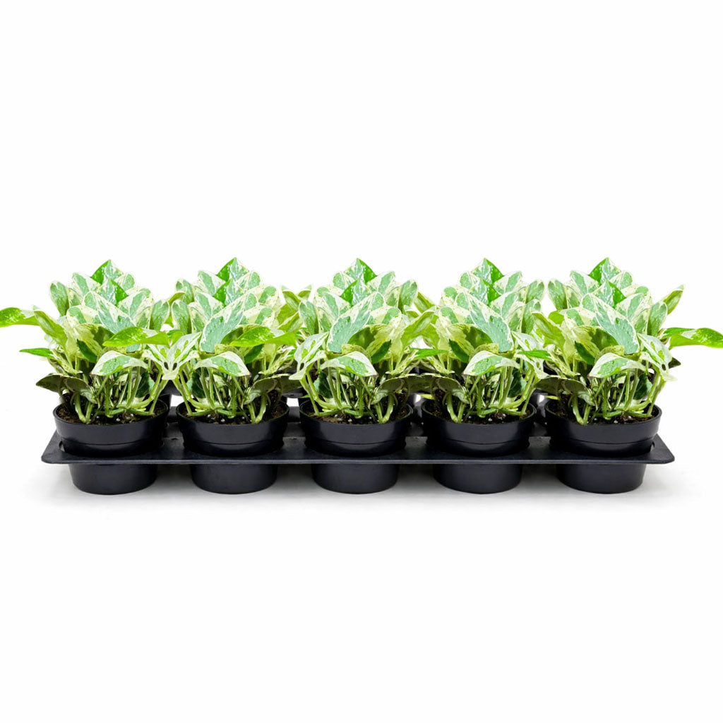 4” N’Joy Pothos (Wholesale Indoor Plant Case of 10 Pots)