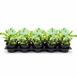 4” N’Joy Pothos (Wholesale Indoor Plant Case of 10 Pots)