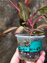Variegated Philodendron Strawberry Shake - EXACT Plant - (June-21-64)