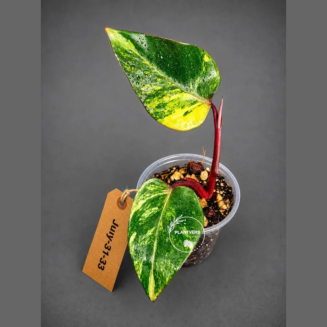 Philodendron Strawberry Shake High Variegated Live Plant - EXACT Same Plant - US Seller
