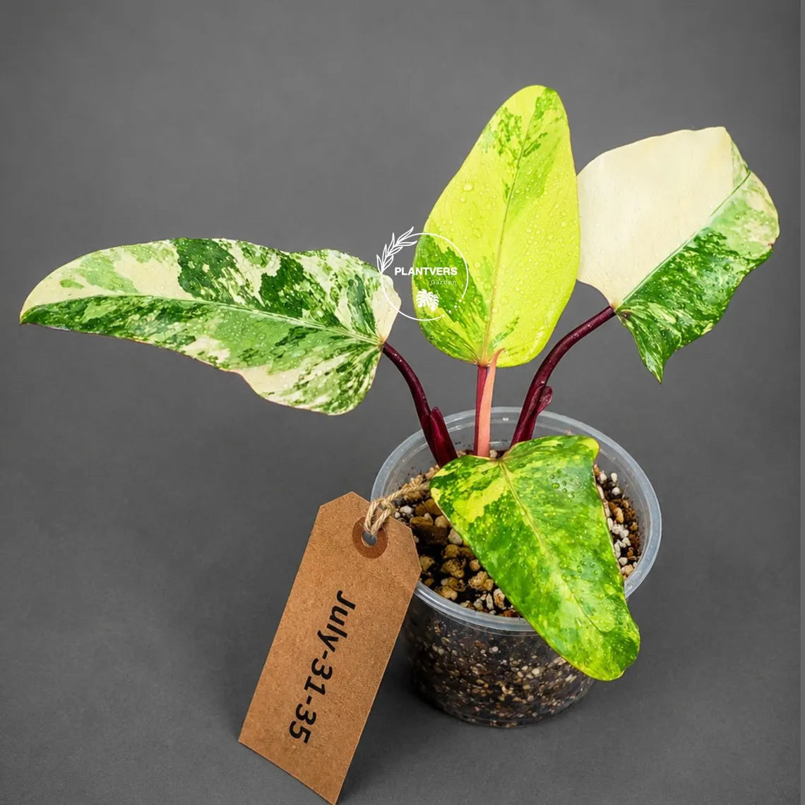 Philodendron Strawberry Shake High Variegated Live Plant - EXACT Same Plant - US Seller