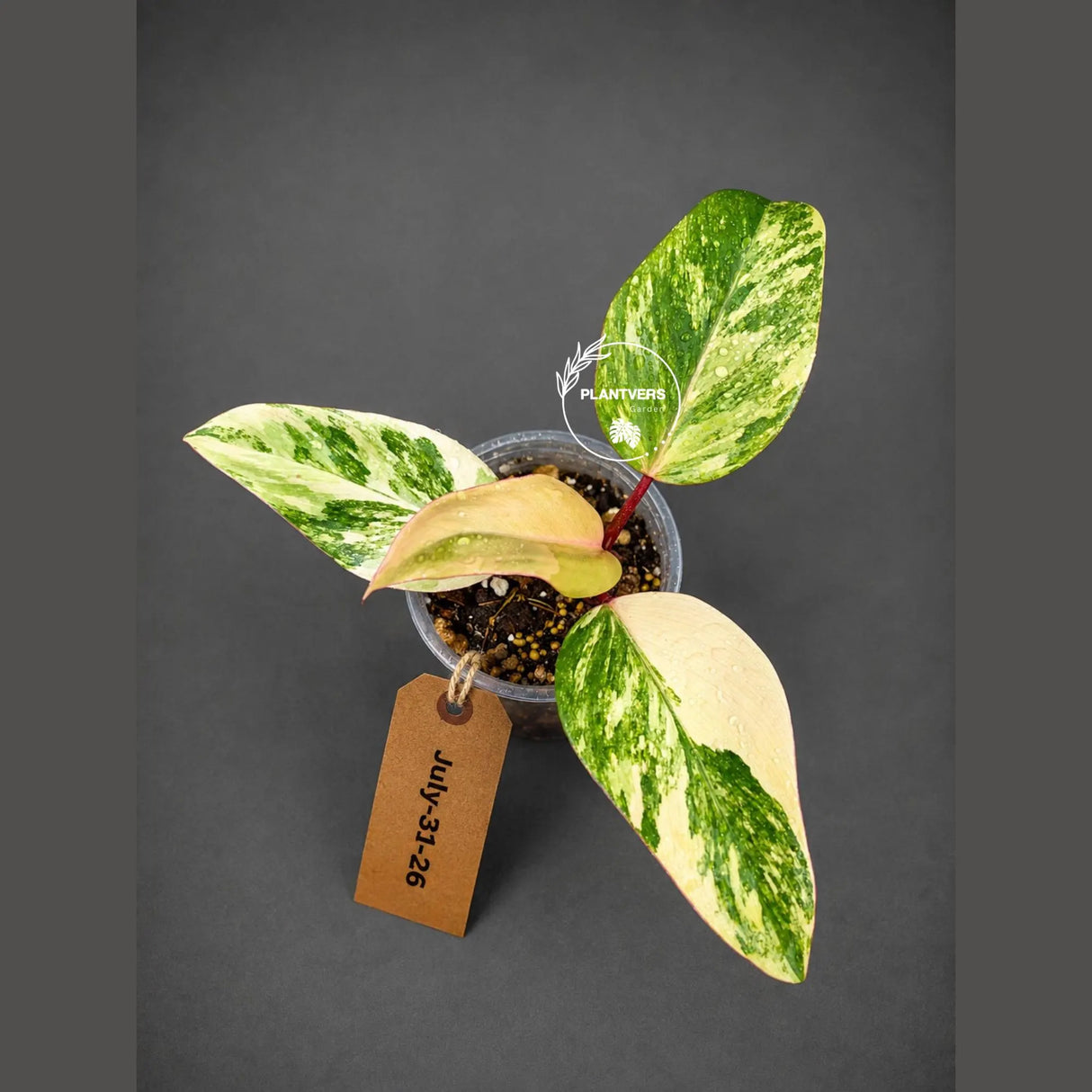 Philodendron Strawberry Shake High Variegated Live Plant - EXACT Same Plant - US Seller