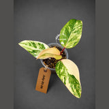 Philodendron Strawberry Shake High Variegated Live Plant - EXACT Same Plant - US Seller
