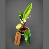 Philodendron Strawberry Shake High Variegated Live Plant - EXACT Same Plant - US Seller