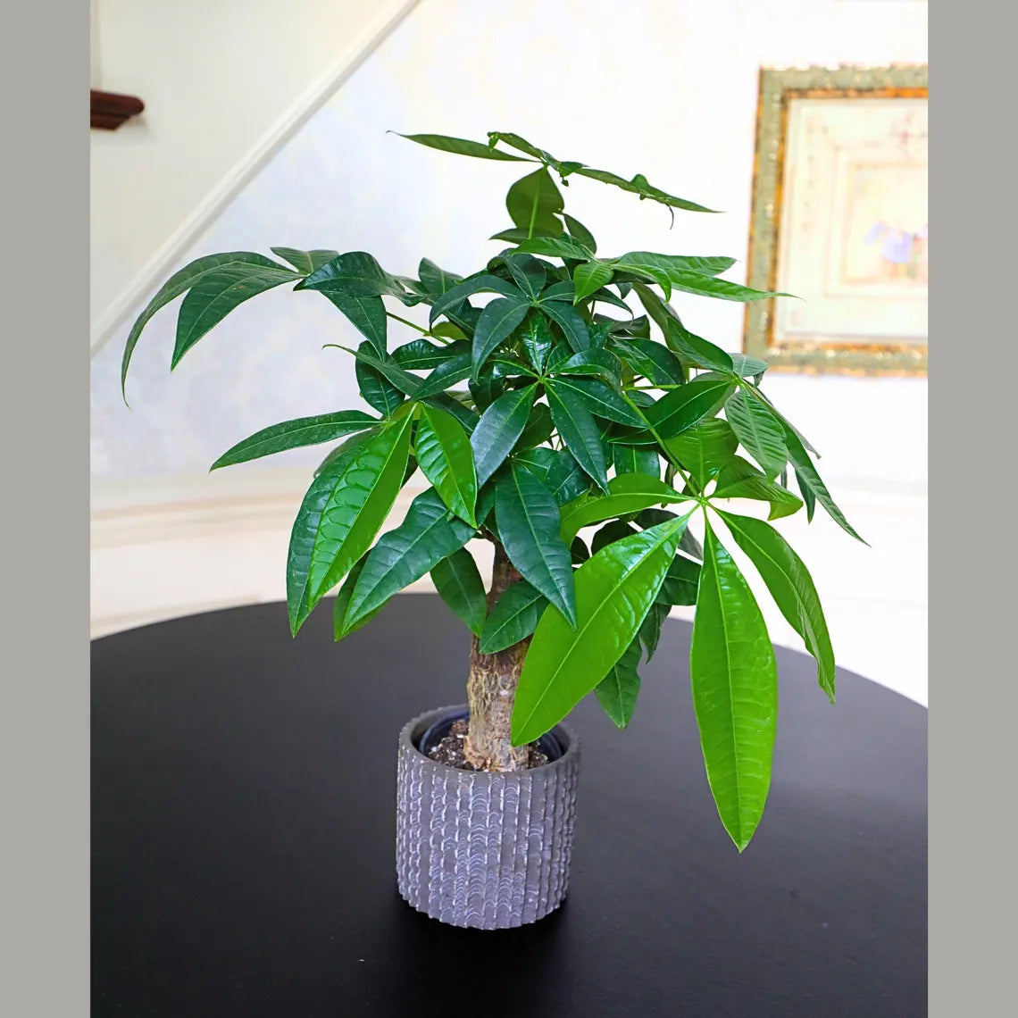 Live Lucky Money Tree in a 4" Nursery Pot - Good Luck Tree