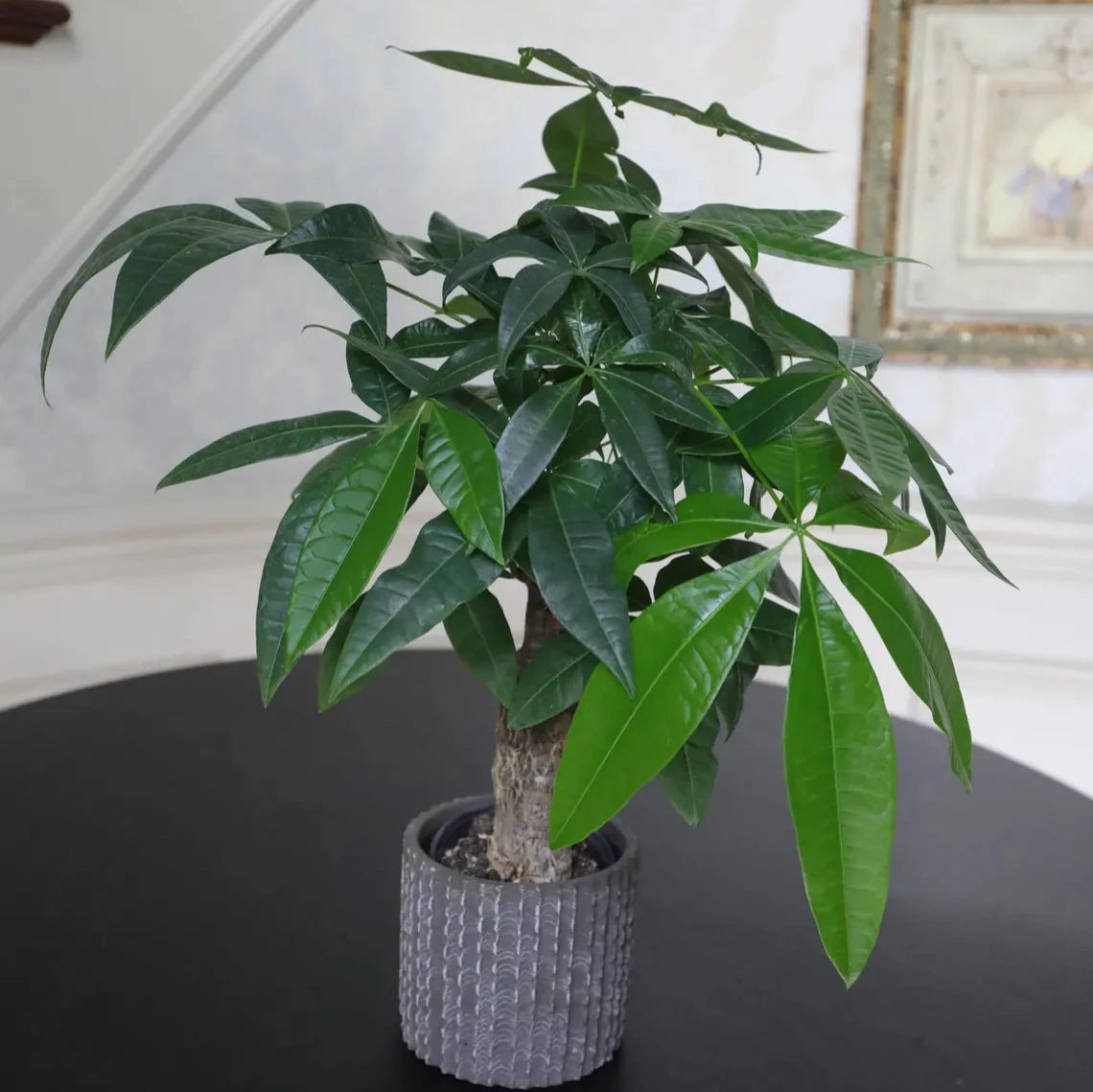 Live Lucky Money Tree in a 4