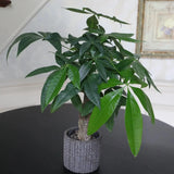 Live Lucky Money Tree in a 4" Nursery Pot - Good Luck Tree