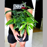 Live Lucky Money Tree in a 4" Nursery Pot - Good Luck Tree