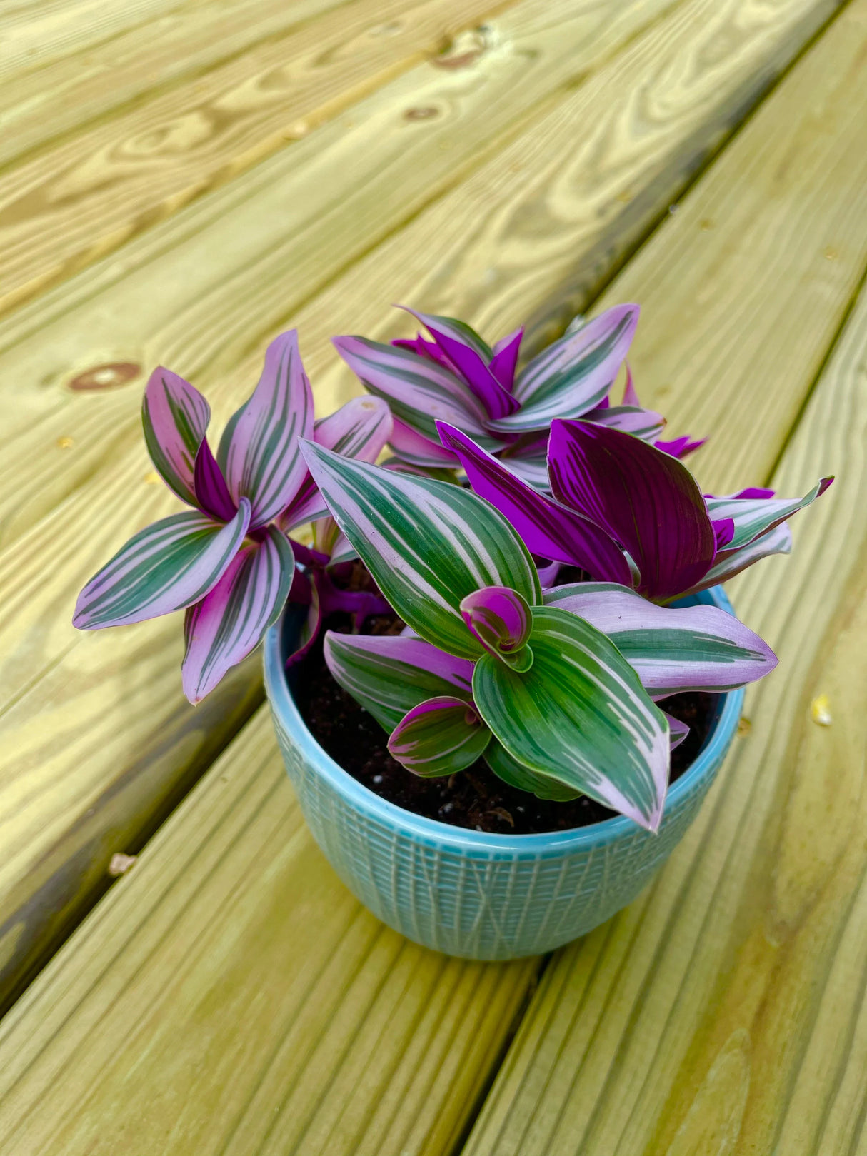 Rare Tradescantia Nanouk Lilac Plant | Rare Pink Wandering Jew | houseplant in a nursery pot