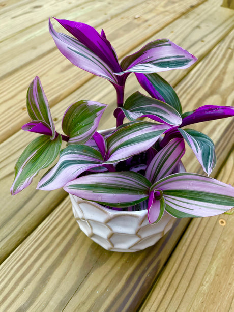 Rare Tradescantia Nanouk Lilac Plant | Rare Pink Wandering Jew | houseplant in a nursery pot