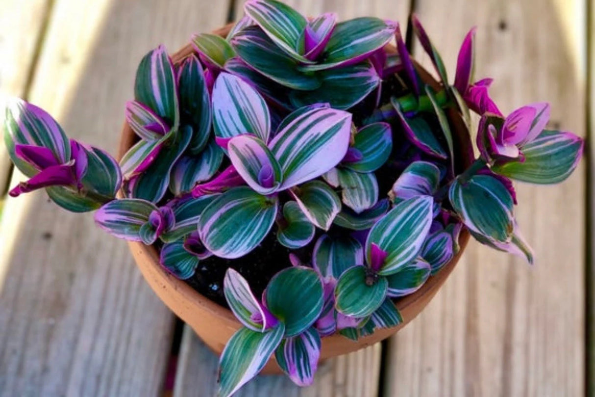 Rare Tradescantia Nanouk Lilac Plant | Rare Pink Wandering Jew | houseplant in a nursery pot