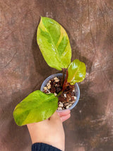 Variegated Black Cardinal Philodendron in a Nursery Pot - EXTREMELY Rare Collector Plant - Very Hard to come by - Black Plant - US Seller
