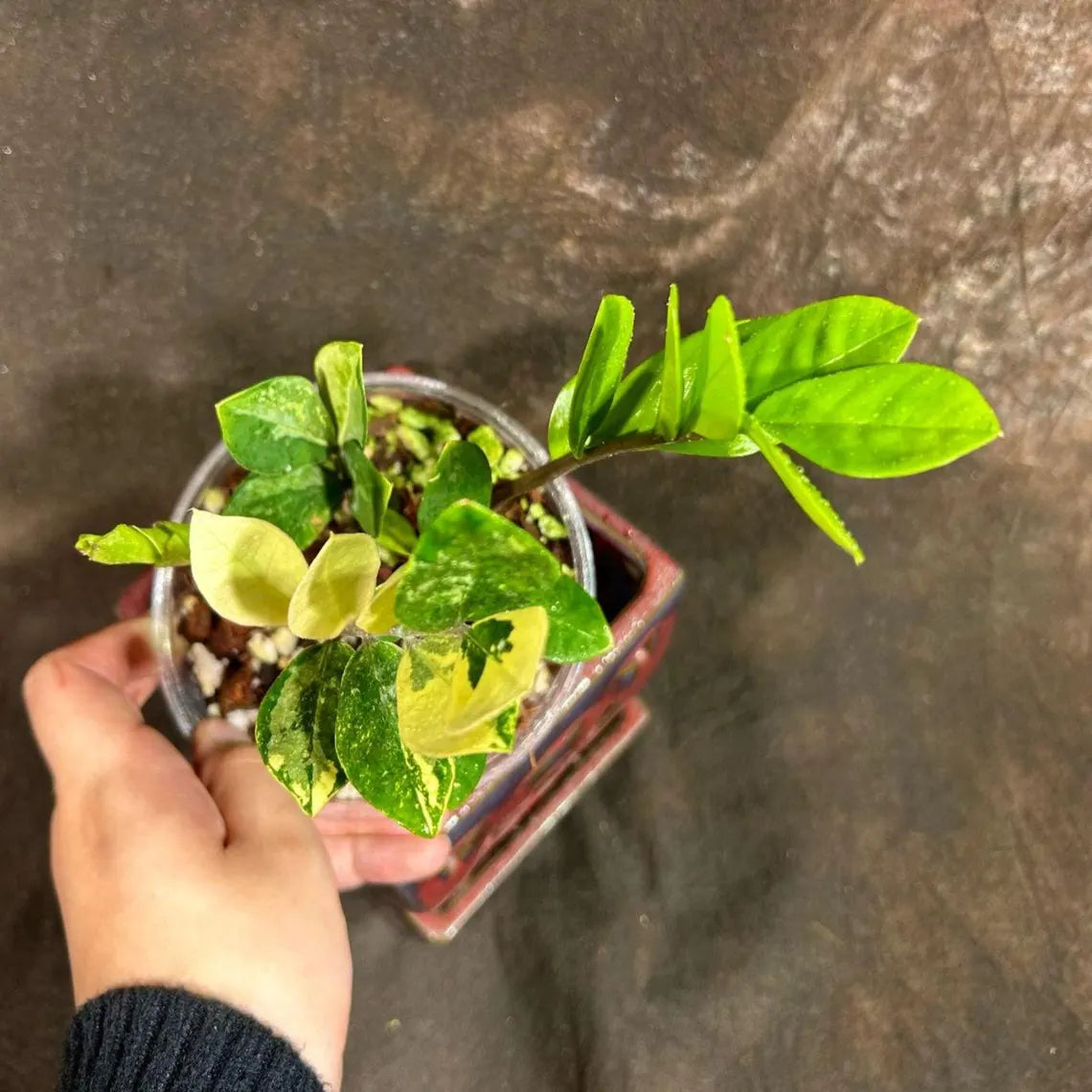Rare Variegated Zamioculcas Zamiifolia Gold EXACT Plant - Variegated ZZ Gold - Super Rare Indoor Gift Collector Plant - US Seller Same Plant