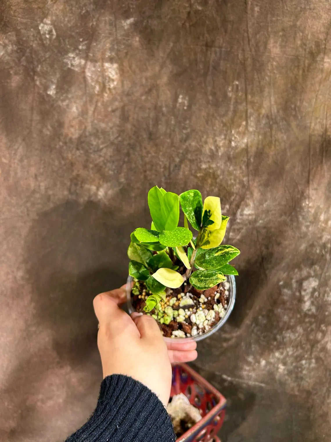 Rare Variegated Zamioculcas Zamiifolia Gold EXACT Plant - Variegated ZZ Gold - Super Rare Indoor Gift Collector Plant - US Seller Same Plant