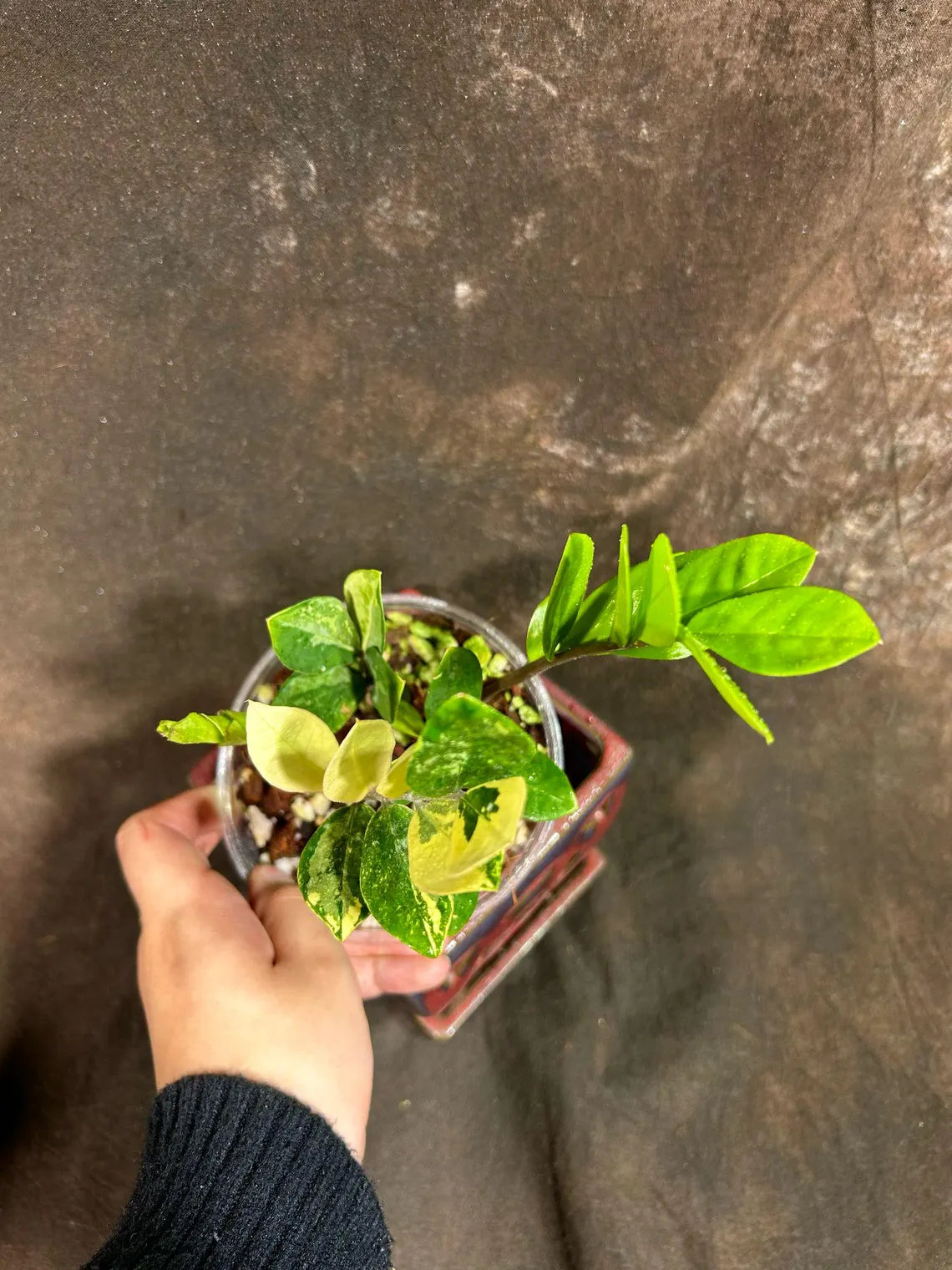 Rare Variegated Zamioculcas Zamiifolia Gold EXACT Plant - Variegated ZZ Gold - Super Rare Indoor Gift Collector Plant - US Seller Same Plant