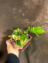 Rare Variegated Zamioculcas Zamiifolia Gold EXACT Plant - Variegated ZZ Gold - Super Rare Indoor Gift Collector Plant - US Seller Same Plant