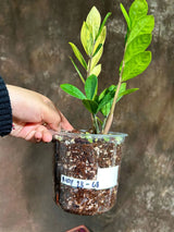 Rare Variegated Zamioculcas Zamiifolia Gold EXACT Plant - Variegated ZZ Gold - Super Rare Indoor Gift Collector Plant - US Seller Same Plant