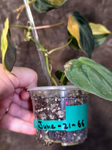 Variegated Philodendron Mican Aurea - Rare Collector Plant - (June-21-66)