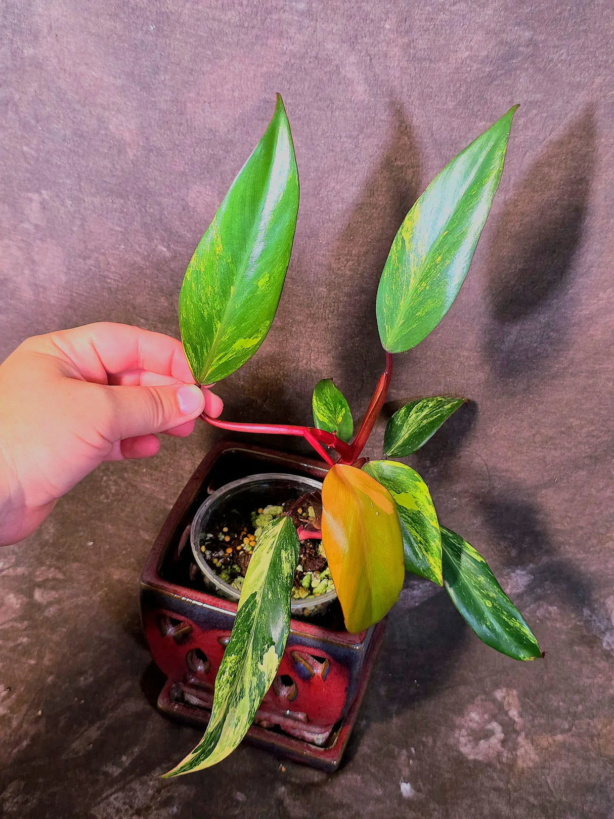 Variegated Philodendron Strawberry Shake Live Plant - EXACT Plant - US Seller (June-09-22)
