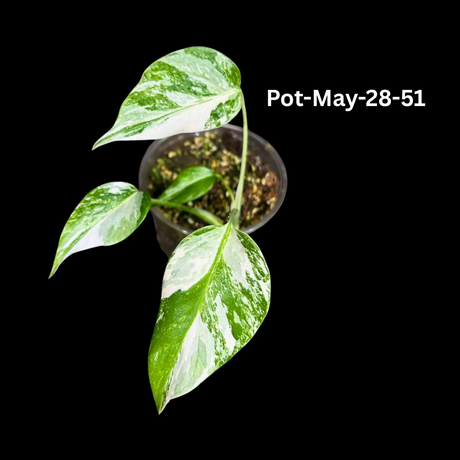 Monstera Albo - Rare Variegated Monstera Borsigiana Albo - Rare Collector Plant - White Monstera Albo Pots - USA seller