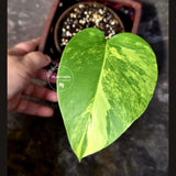 Monstera Aurea Variegated Plant - Rare Tropical Aroids - Monstera Marmota (June-9-02)