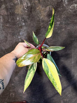 Variegated Philodendron Strawberry Shake - EXACT Plant - (June-21-64)