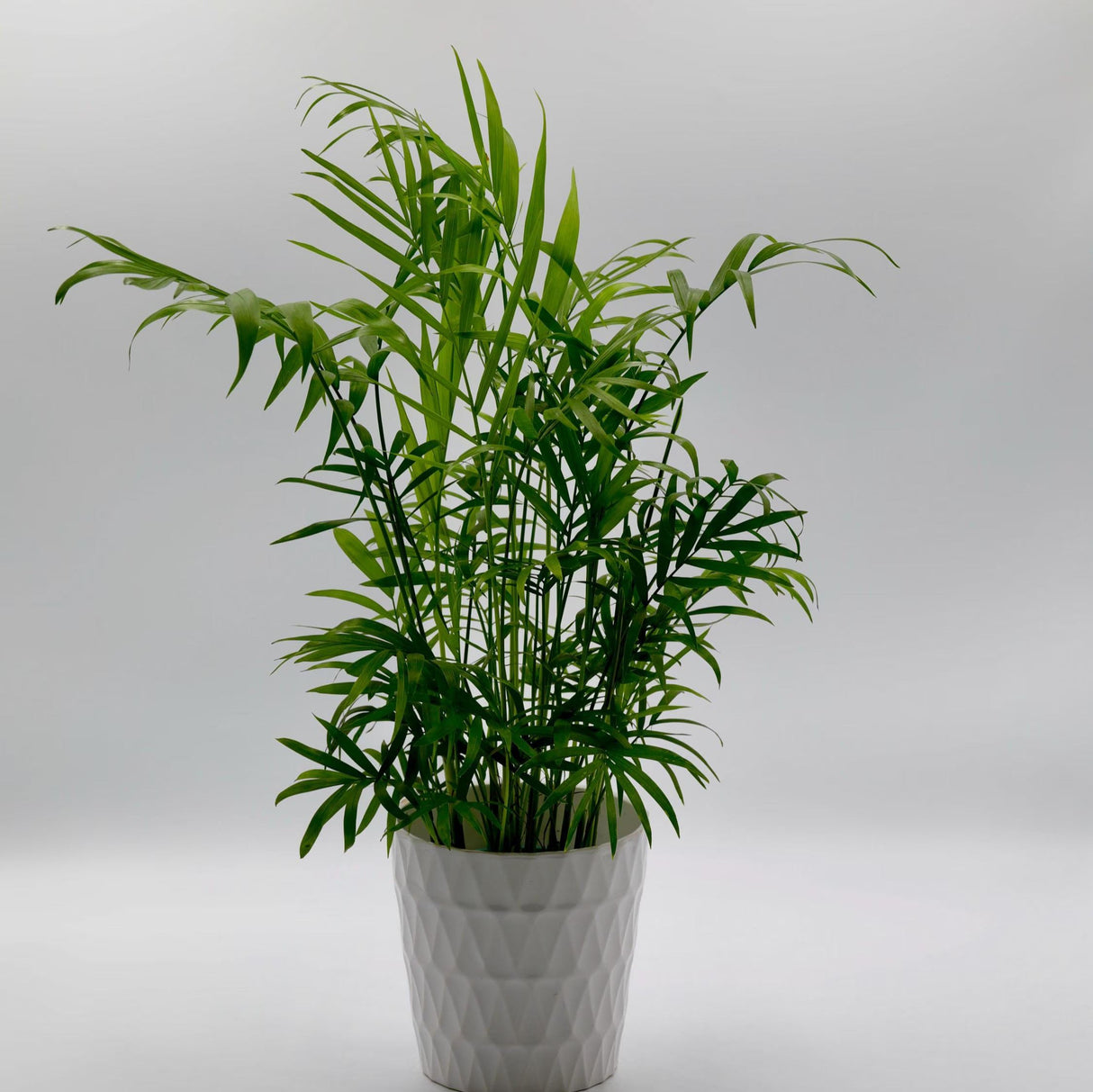 Parlor Palm Tree in a 3" Nursery Pot - Neanthe Bella Indoor Palm Trees