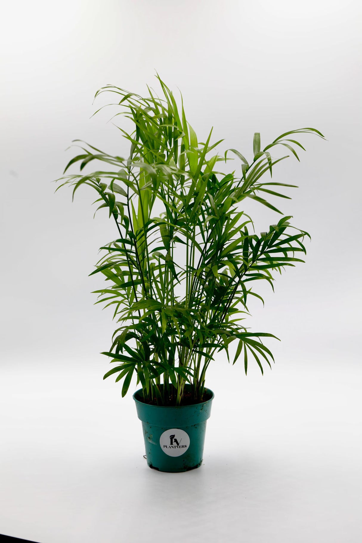 Parlor Palm Tree in a 3" Nursery Pot - Neanthe Bella Indoor Palm Trees