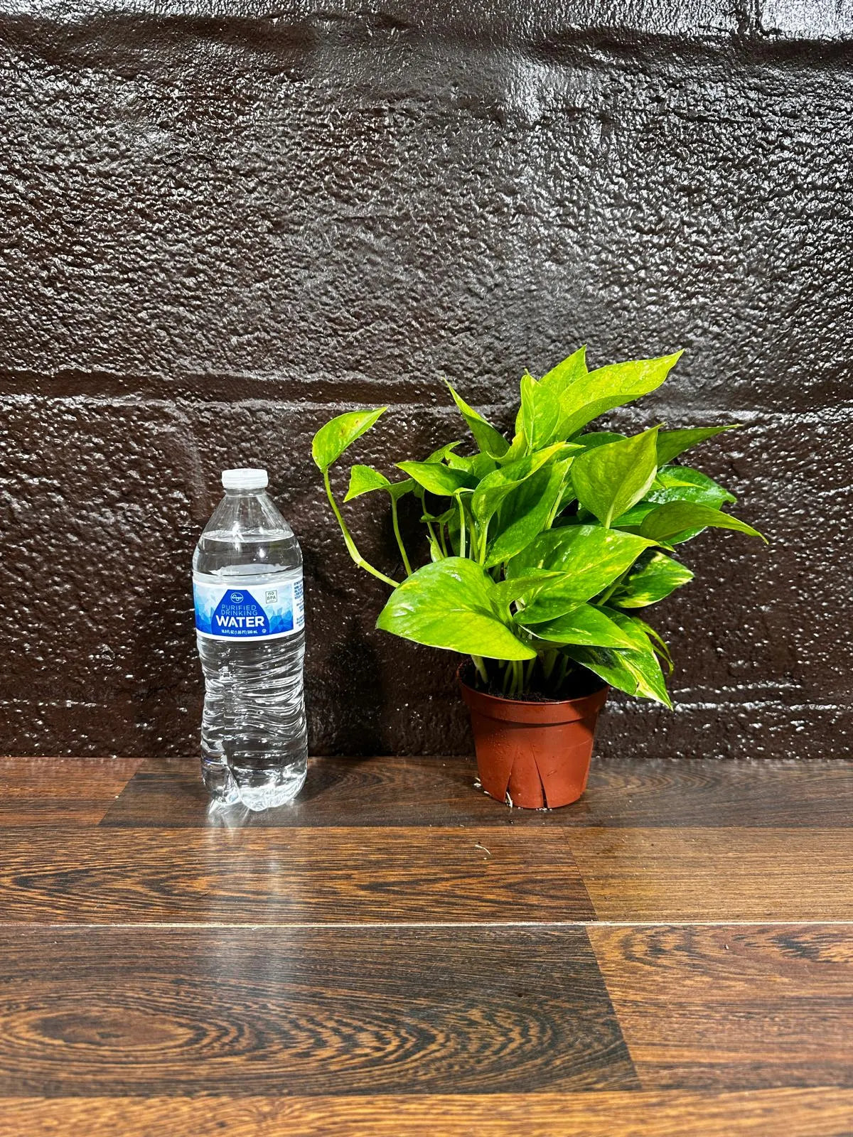 Golden Pothos in a Nursery Pot - Low light Indoor Plant - Devils Ivy Plant