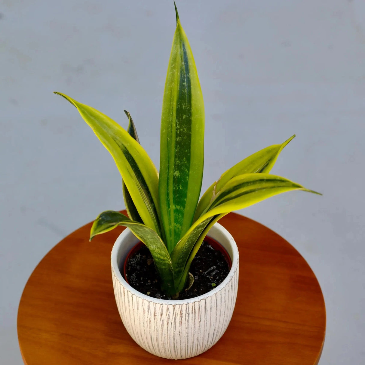 Rare Sansevieria La Rubia in a 3" Nursery Pot - Snake Plant