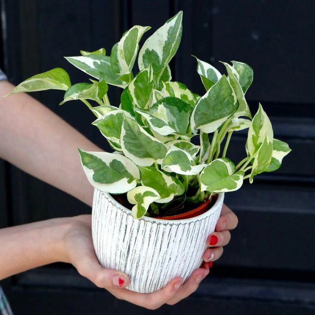 how to care for pearls and jade pothos houseplant Live Pearls and Jade Pothos in a 4" Nursery Pot
