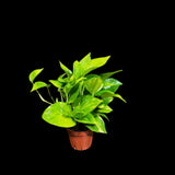 Golden Pothos in a Nursery Pot - Low light Indoor Plant - Devils Ivy Plant