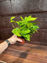 Golden Pothos in a Nursery Pot - Low light Indoor Plant - Devils Ivy Plant