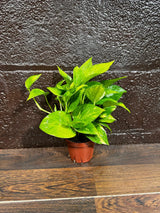 Golden Pothos in a Nursery Pot - Low light Indoor Plant - Devils Ivy Plant