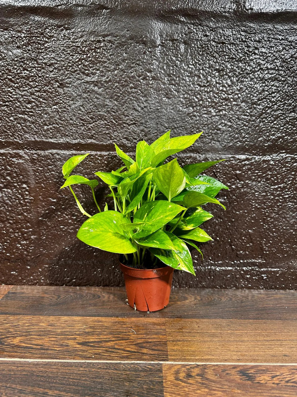 Golden Pothos in a Nursery Pot - Low light Indoor Plant - Devils Ivy Plant