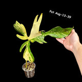 Variegated Philodendron Florida Beauty Cutting