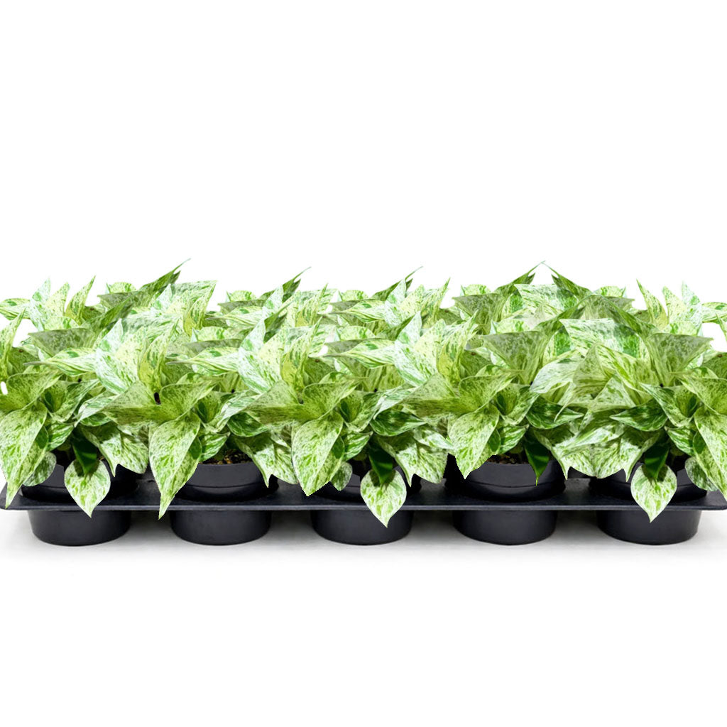 4" Snow Queen Pothos (Wholesale Indoor Plant Case of 10 Pots)