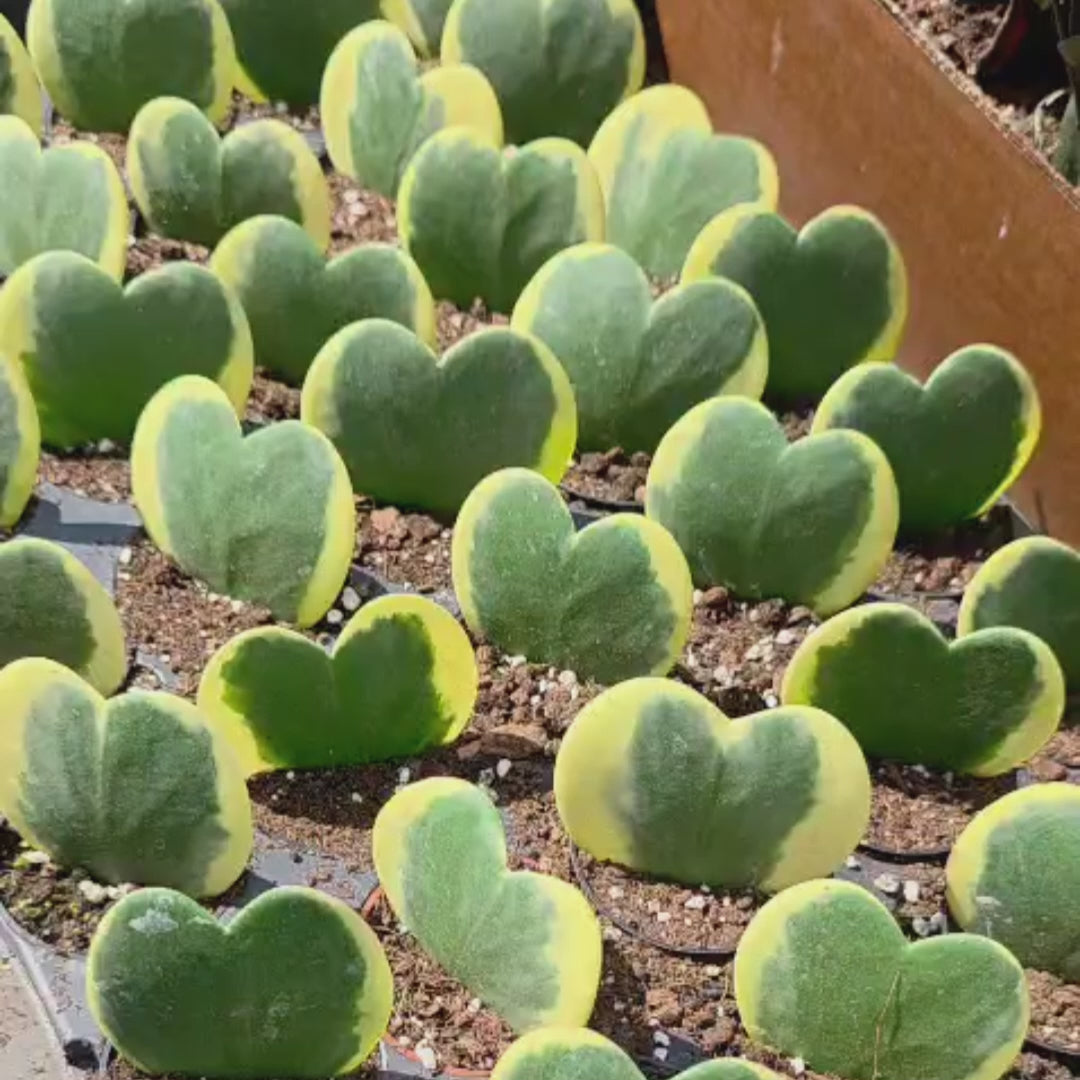 PlantVers hoya kerrii variegated